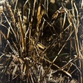 Duck & Goose Call Blanks